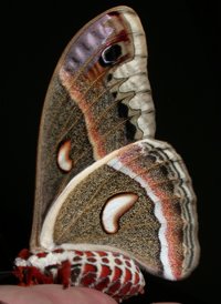 Cecropia Moth